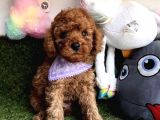 Pi̇yasanin En Uygun Fi̇yatli Safkan Toy Poodle Yavrulari