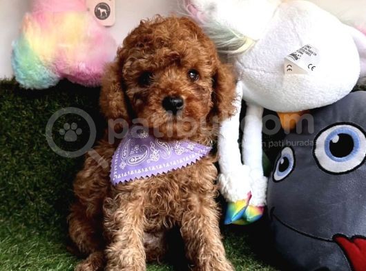 Pi̇yasanin En Uygun Fi̇yatli Safkan Toy Poodle Yavrulari görsel