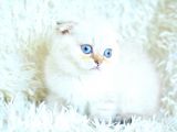 Tatlı Suratıyla Ns25 Scottish Fold Shorthair Yavrumuz