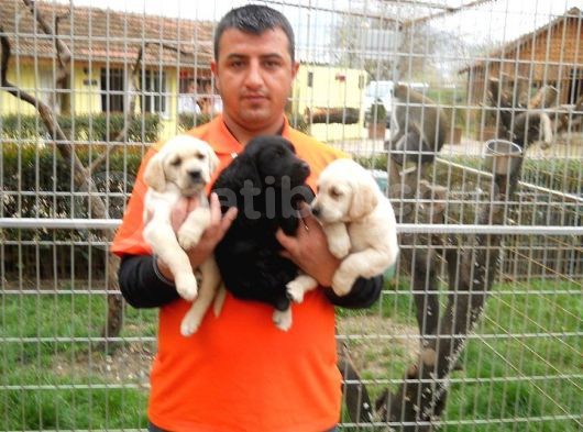 Safkan Labrador Yavruları Burkemden görsel