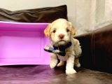 MALTİPO CİNSİ 