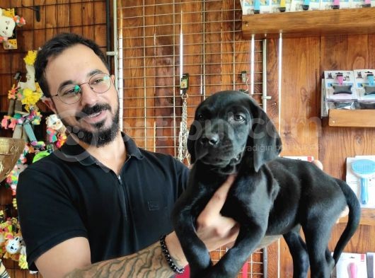 Safkan Çi̇kolata Ve Si̇yah Labrador Yavrularimiz görsel