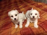 ev doğumu maltipoo bebeklerimiz