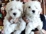 BEMBEYAZ MALTESE TERRİER 0 NUMARA