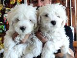 Bembeyaz Maltese Terri̇er 0 Numara