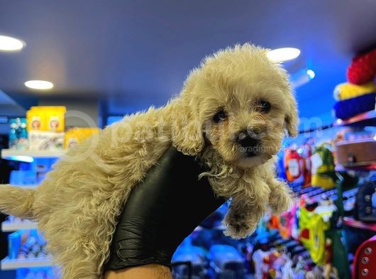 Safkan Malti̇poo-Irk Ve Sağlik Garanti̇li̇ - Ev Doğumlu Bebek Yavrular görsel