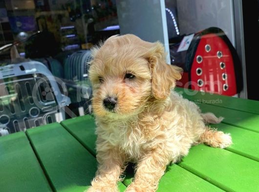 Safkan Malti̇poo-Irk Ve Sağlik Garanti̇li̇ - Ev Doğumlu Bebek Yavrular görsel