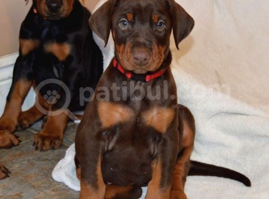 Doberman Yavrularimiz