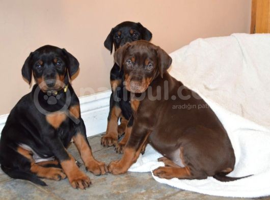 Doberman Yavrularimiz görsel