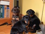 Doberman Yavrularimiz