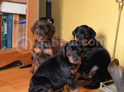 Doberman Yavrularimiz görsel