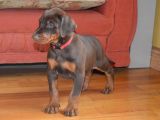 Doberman Yavrularimiz