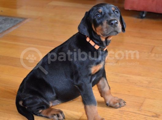 Doberman Yavrularimiz görsel