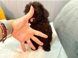 Orjinal toy garantili çikolata erkek poodle