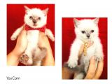 British Shorthair Çikolata Point 2 Aylık Yavrular 