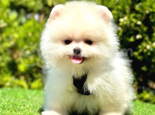 Ayicik Suratli Pomerani̇an Boo Yavrularimiz
