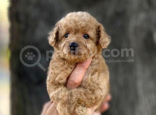 0 Numr Poodle Kızımız görsel
