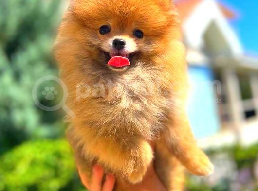Orange Üst Kali̇te Pomerani̇an Boo görsel