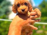 Red Erkek Malti̇po
