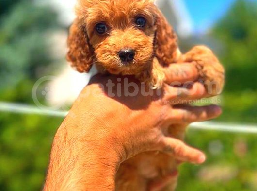 Red Erkek Malti̇po görsel