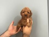 Irk Ve Sağlık Garantili Maltipoo