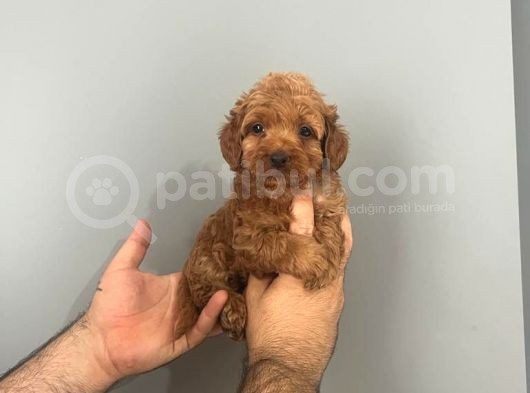 Irk Ve Sağlık Garantili Maltipoo görsel