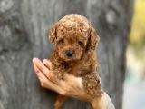 Mini Boy Toy Poodle Erkek Yavrumuz