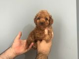 Irk Ve Sağlık Garantili Maltipoo