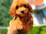 Red Erkek Malti̇po