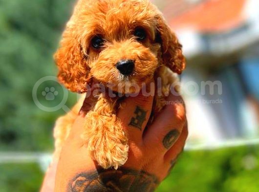 Red Erkek Malti̇po görsel