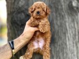 Mini Boy Toy Poodle Erkek Yavrumuz