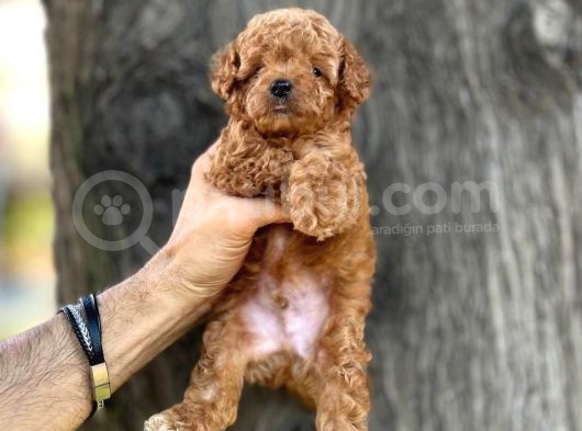 Mini Boy Toy Poodle Erkek Yavrumuz görsel