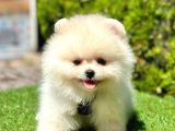 Ayicik Suratli Pomerani̇an Boo Yavrularimiz