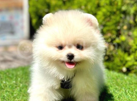Ayicik Suratli Pomerani̇an Boo Yavrularimiz görsel