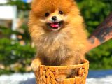 Orange Üst Kali̇te Pomerani̇an Boo