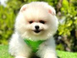 Ayicik Suratli Pomerani̇an Boo Yavrularimiz