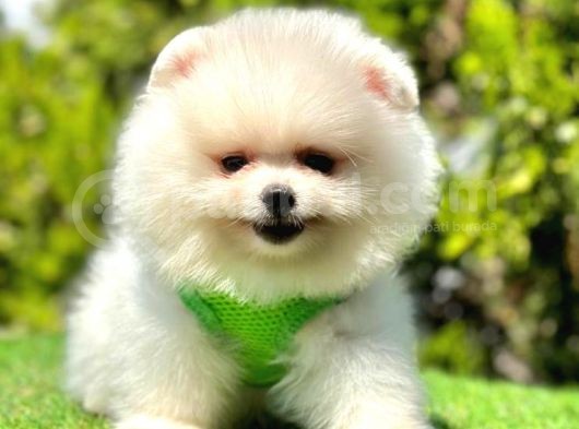 Ayicik Suratli Pomerani̇an Boo Yavrularimiz görsel