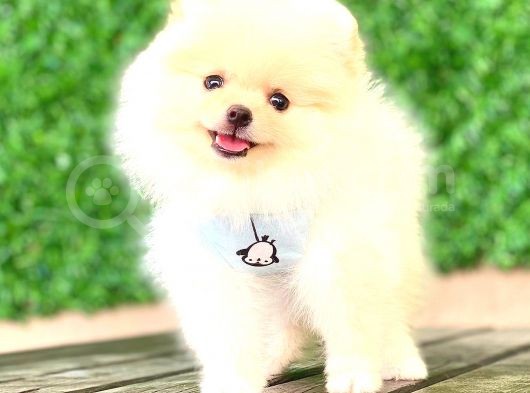 Teddy Face Erkek Pomerani̇an görsel