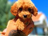 Red Erkek Malti̇po