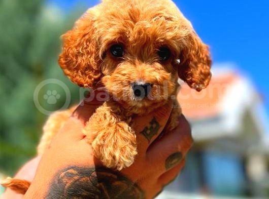 Red Erkek Malti̇po görsel