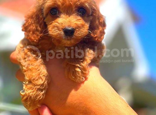 Red Erkek Malti̇po