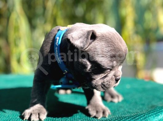 Muhteşem Blue French Bebekler görsel