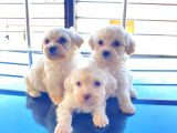 A Kalite Maltese Terrier Yavrularımız