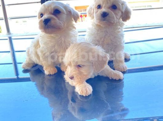 A Kalite Maltese Terrier Yavrularımız görsel
