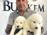 Mükemmel Kalitede Samoyed Bebekler Için Acele Edin