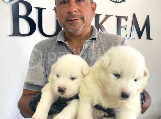 Mükemmel Kalitede Samoyed Bebekler Için Acele Edin görsel