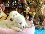 Mükemmel Kalitede Samoyed Bebekler Için Acele Edin