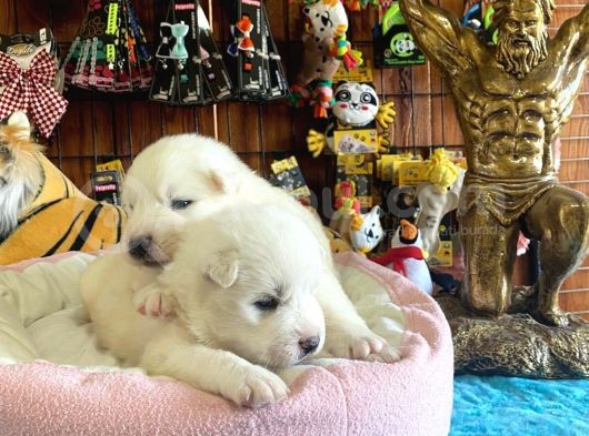 Mükemmel Kalitede Samoyed Bebekler Için Acele Edin görsel
