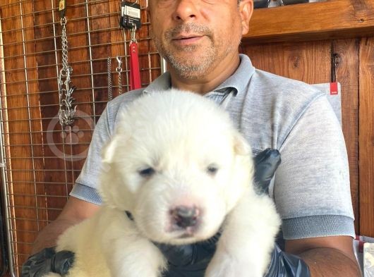 Mükemmel Kalitede Samoyed Bebekler Için Acele Edin