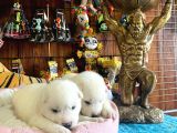Mükemmel Kalitede Samoyed Bebekler Için Acele Edin